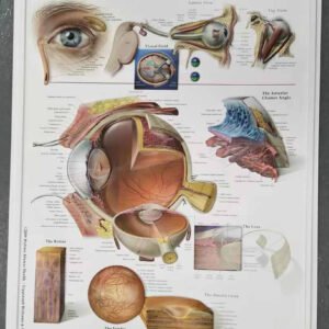 Eye Anatomy Chart